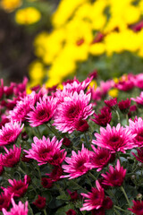 Purple chrysanthemums on a background of yellow flowers. Flowers in the city park