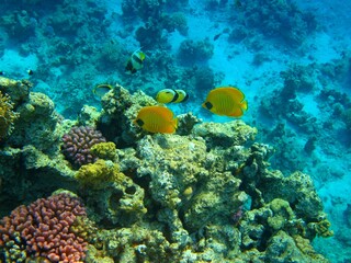 Various types of tropical fish (butterflyfish, angelfish) swimming on the coral reef. Snorkeling with colorful marine life, underwater photography. Fish and corals, aquatic wildlife in the ocean.
