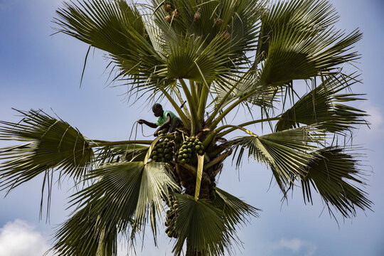 Man fetching fruit in a palmyra palm tree in Thiaoune, Senegal
