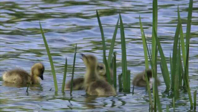 Greylag goose chicks on the water