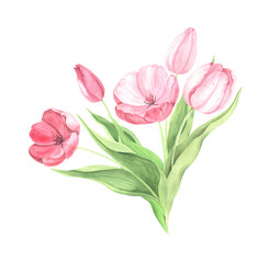 Watercolor hand painted pink tulip flowers - 666703868