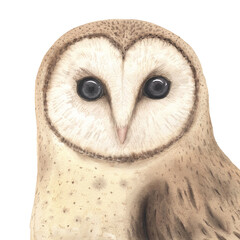 Watercolor woodland owl - 666704090