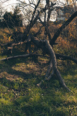 autumn in the forest