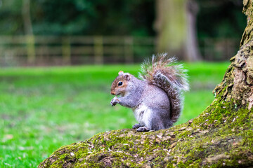 Serene Moments in Nature's Embrace: A Squirrel's Tranquil Pause Amidst the Verdant Hues of the Forest
