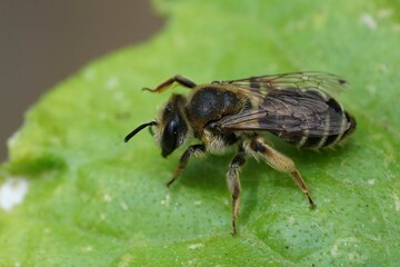 Closeup on a female mining bee from the Andrena ovatula group sitting on a green leaf