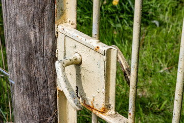 Closeup of an old lock with handle of white wrought iron slatted gate next to a wooden post, closed entrance to farm yard, rusty and dilapidated, wild grass in blurred background, sunny day