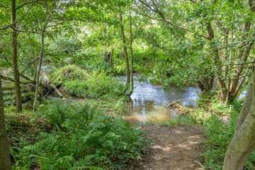 Trail towards Geul river with plenty of water seen from hill among wild vegetation, leafy trees in...