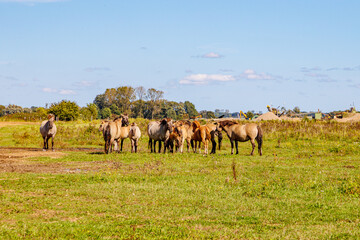 Herd of Polish Konik horses in Maasvallei nature reserve, autumn trees and sand and earth extraction work site, heavy industrial machinery in background, sunny day in Meers, Elsloo, Netherlands