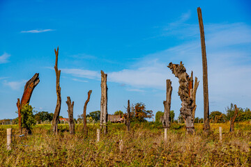 Meers tree monument with huge fossil oak trunks in Dutch countryside, farms against blue sky in background, sunny autumn day in Maasvallei nature reserve in Elsloo, Netherlands