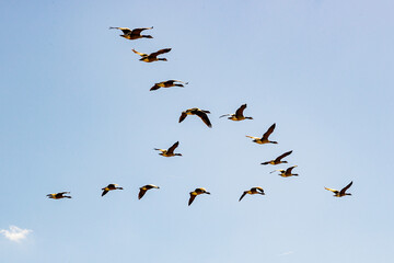 Flock of Canadian geese flying against blue sky in V formation, over Maasvallei nature reserve,...