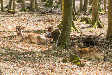 Fallow Deer - Dama dama lies on the ground in the leaves among the trees.