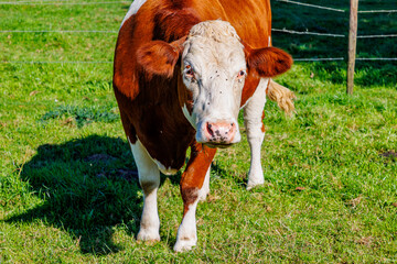 Naklejka na ściany i meble Front view of a brown cow with white spots, flies on its face, Dutch agricultural field, pasture with green grass and wire fence in blurred background, sunny day in Meers, Elsloo, Netherlands