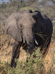 Fototapeta premium Elefant