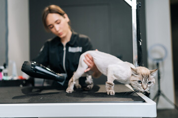 Portrait of bald frightened cat drying under hairdryer after shaving and bath on grooming salon. Master pet hairdresser giving professional service in veterinary clinic. Concept of animal grooming.