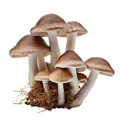 mushroom on white background