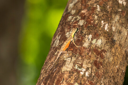 A flying dragon, Draco spp, an arboreal insectivore agamid lizard in Tangkoko Batuangus Nature Reserve, Sulawesi
