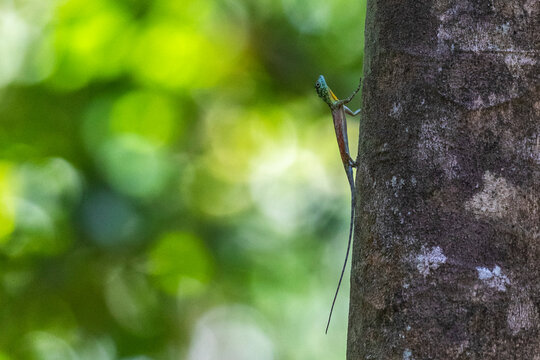 A flying dragon, Draco spp, an arboreal insectivore agamid lizard in Tangkoko Batuangus Nature Reserve, Sulawesi