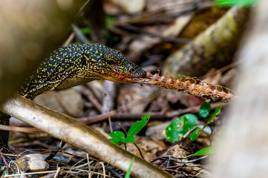 An adult Mangrove monitor (Varanus indicus), eating a centipede in Wayag Bay, Raja Ampat