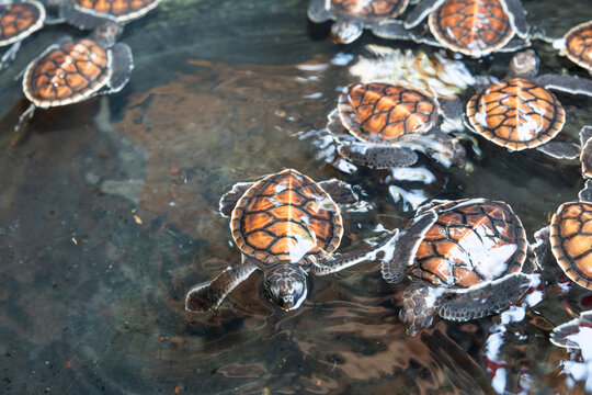 A tub full of green sea turtle hatchlings (Chelonia mydas), Tangkoko National Preserve on Sulawesi Island