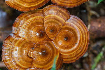 Yellow stemmed micropore (Microporus xanthopus), growing on Waigeo Island, Raja Ampat