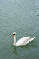 White Mute swan (Cygnus olor) swims in the Danube river during summer.