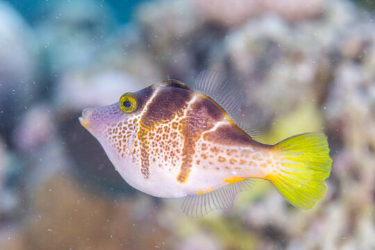 An adult mimic filefish (Paraluteres prionurus), off Bangka Island, near Manado, Sulawesi