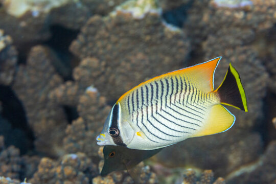 An adult chevron butterflyfish (Chaetodon trifascialis), off Bangka Island, near Manado, Sulawesi
