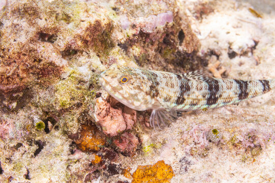 An adult variegated lizardfish (Synodus variegatus), off Bangka Island, near Manado, Sulawesi