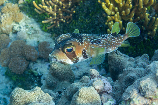 An adult blackblotched porcupinefish (Diodon liturosus), off Bangka Island, near Manado, Sulawesi