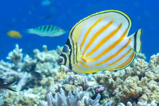 An adult ornate butterflyfish (Chaetodon ornatissimus), off Bangka Island, near Manado, Sulawesi