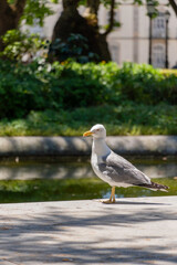 Yellow-legged gull (Larus michahellis) in a public park during summer in Porto, Portugal.