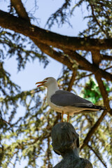 Yellow-legged gull (Larus michahellis) perches on a statue in a public park in Porto, Portugal.