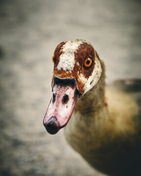 Nile Goose in close up. High quality photo