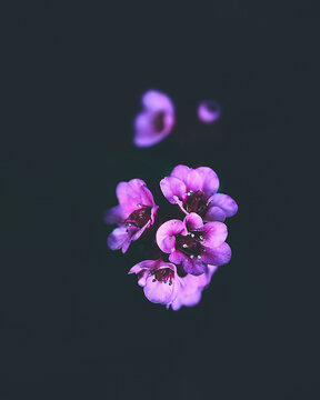 Velvet Flower Blossom Dark Moody. High quality photo
