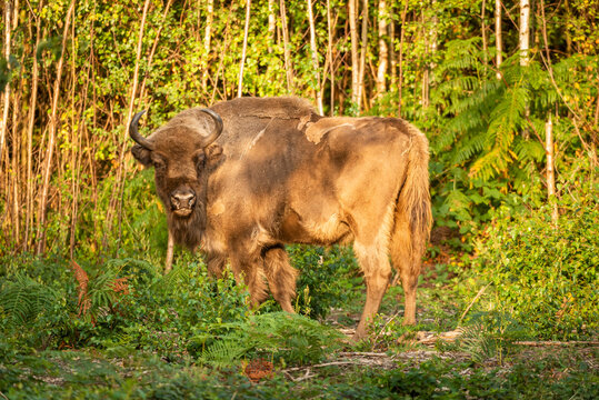 European Bison (Bison bonasus), female (cow), being released into woodland as part of the Wilder Blean project, Kent, England