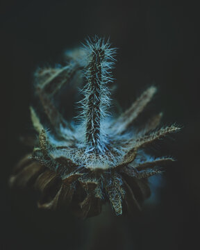 Velvet Flower Blossom Dark Moody. High quality photo
