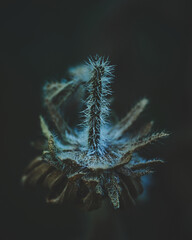 Velvet Flower Blossom Dark Moody. High quality photo