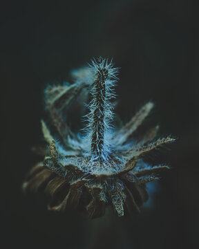 Velvet Flower Blossom Dark Moody. High quality photo