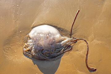 dead jellyfish on a sandy beach