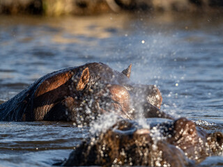 Fototapeta premium Flusspferd