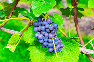 The black grapes