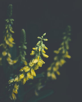 Flower Moody Green macro. High quality photo