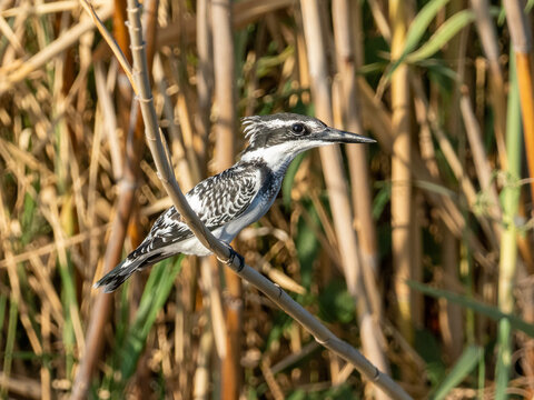 Eisvogel