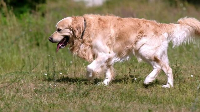 Golden retriever dog walking at nature with tonque out. Thirsty purebred pet doggy running outdoors in green grass