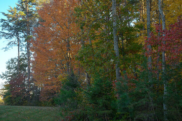 Autumn colorful trees