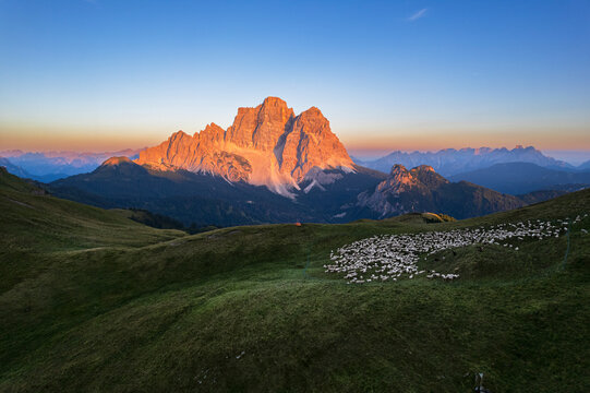 Aerial view of the Conca di Mondeval with a herd of sheep grazing, and the massif of Pelmo mountain lit by the sunset, Giau Pass, Belluno Dolomites, Veneto region