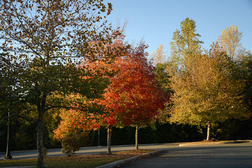 Naklejka premium Autumn Colorful trees