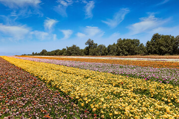 Fototapeta premium Magnificent field
