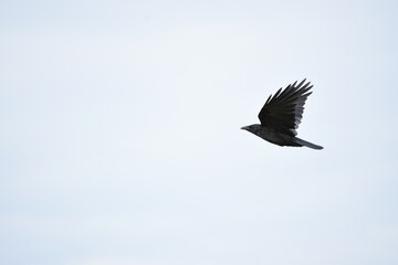 black crow flies on a white cloud background