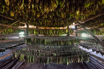 Tobacco farms of Vinales dried tobacco leaves. Cuba